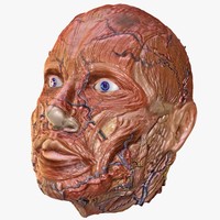 human muscular anatomy 3d model